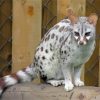 Pardine Genet Animal Paint By Number