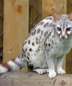 Pardine Genet Animal Paint By Number