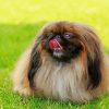 Pekingese Dog Painting By Number