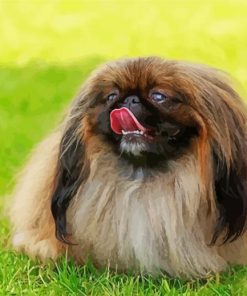 Pekingese Dog Painting By Number