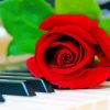 Piano Keys With Rose Painting By Number