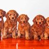 Red Golden Doodle Puppies Paint By Number