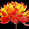 Red Orange Dahlia Flower Paint By Number