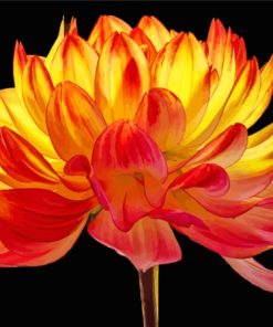 Red Orange Dahlia Flower Paint By Number