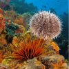 Sea Urchin Underwater Painting By Number