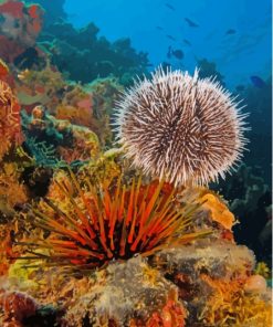 Sea Urchin Underwater Painting By Number