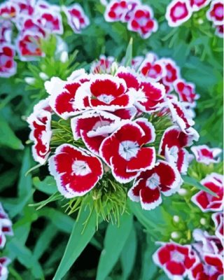 Sweet Williams Flowers Paint By Number