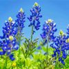 Texas Bluebonnets Flowers Paint By Number