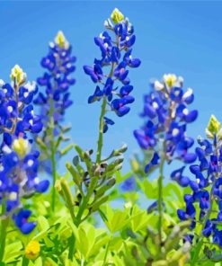 Texas Bluebonnets Flowers Paint By Number