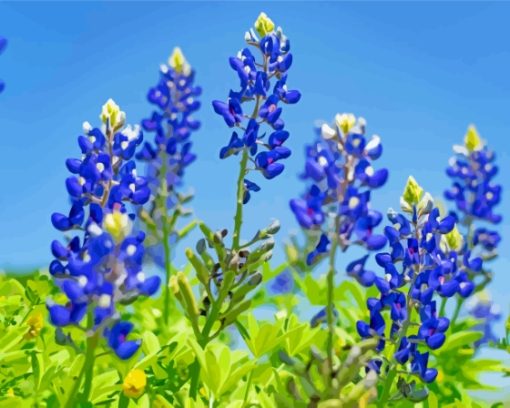 Texas Bluebonnets Flowers Paint By Number