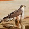 The Eurasian Sparrowhawk Bird Paint By Number