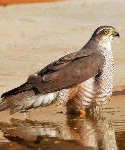 The Eurasian Sparrowhawk Bird Paint By Number