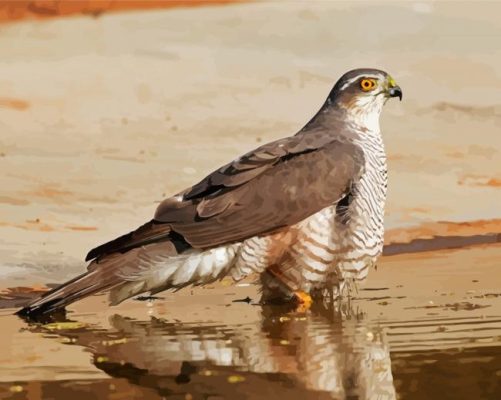 The Eurasian Sparrowhawk Bird Paint By Number