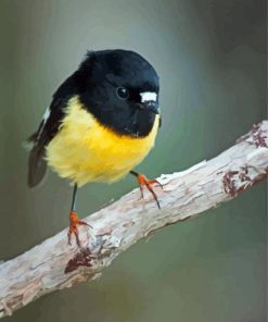 Tomtit Bird On Branch Paint By Numbers