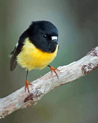 Tomtit Bird On Branch Paint By Numbers