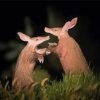 Two Aardvark Fighting Paint By Number