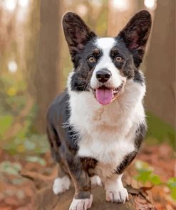 Welsh Sheepdog Puppy Paint By Numbers