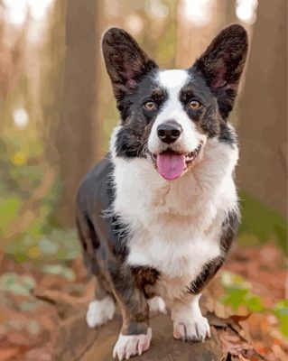 Welsh Sheepdog Puppy Paint By Numbers