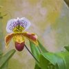 White Lady Slipper Flower Paint By Numbers