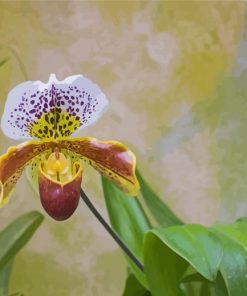 White Lady Slipper Flower Paint By Numbers