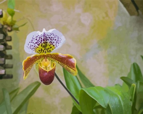 White Lady Slipper Flower Paint By Numbers