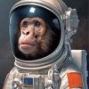 Space Astronaut Chimp Paint By Number