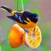 Cute Baltimore Oriole Paint By Numbers