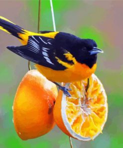 Cute Baltimore Oriole Paint By Numbers