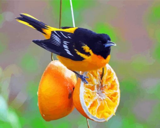 Cute Baltimore Oriole Paint By Numbers