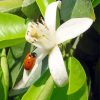 White Flower With Ladybg Paint By Number