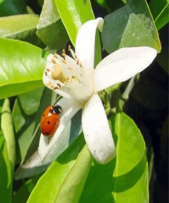 White Flower With Ladybg Paint By Number