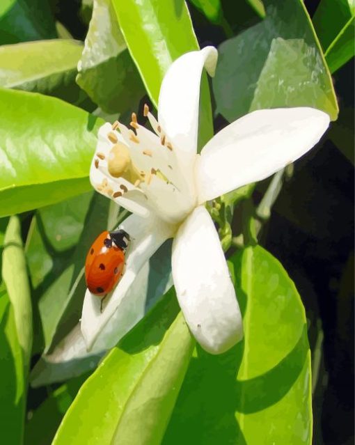 White Flower With Ladybg Paint By Number