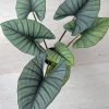 Green Alocasia Paint By Number