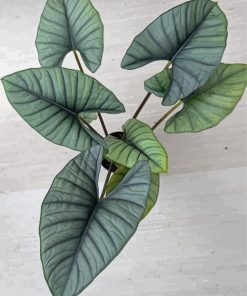 Green Alocasia Paint By Number