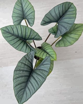 Green Alocasia Paint By Number