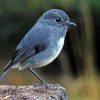 Grey South Island Robin Paint By Number