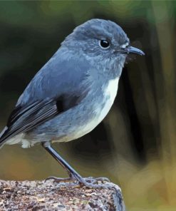 Grey South Island Robin Paint By Number