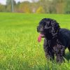 Happy Black Cockapoo Paint By Number