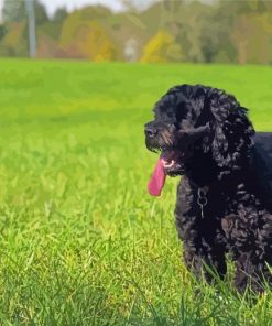 Happy Black Cockapoo Paint By Number