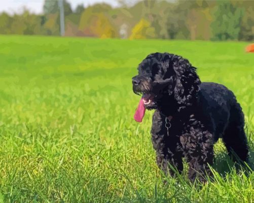 Happy Black Cockapoo Paint By Number