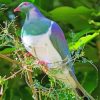 Kereru Bird Paint By Numbers