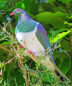 Kereru Bird Paint By Numbers