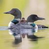 Loons Family On Lake Paint By Number