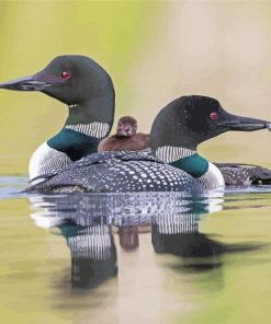 Loons Family On Lake Paint By Number