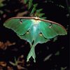 Luna Moth Paint By Numbers