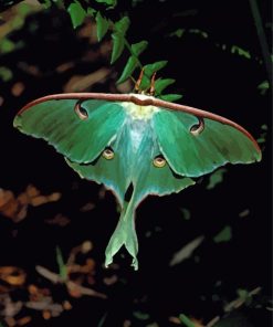 Luna Moth Paint By Numbers