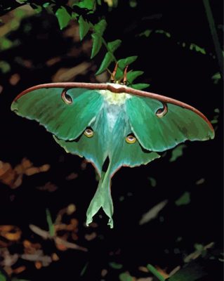 Luna Moth Paint By Numbers