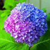 Pink Blue Hydrangea Paint By Number