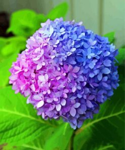 Pink Blue Hydrangea Paint By Number