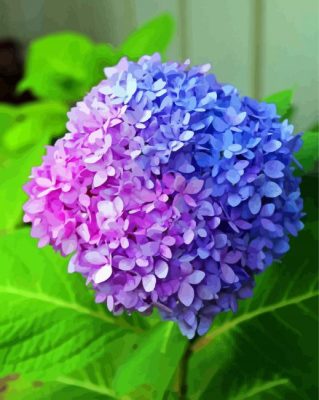 Pink Blue Hydrangea Paint By Number